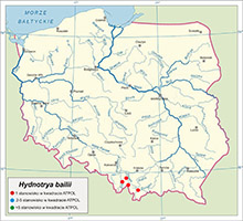 Hydnotrya bailii